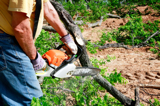 Professional  Tree Services in Clute, TX