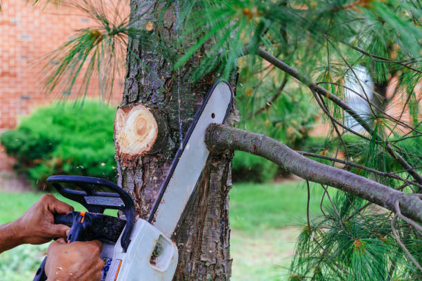 Why Choose Our Tree Removal Services in Clute, TX?